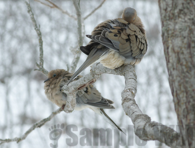 mourning doves
wind chill's below zero
