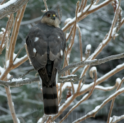 sharp-shinned hawk 
14" tall, 22" wing span, square tail, roundish head (could be a male cooper's hawk, both nest in the area)
