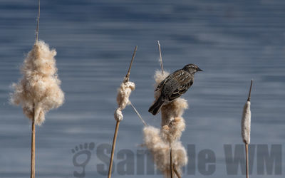 red-winged blackbird (f)
