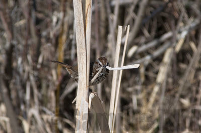 song sparrow
