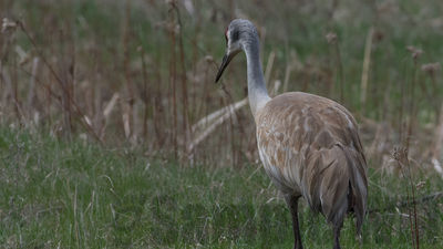 sandhill crane
