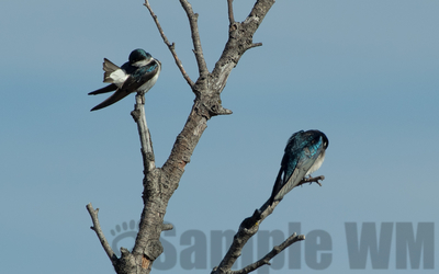 tree swallows
