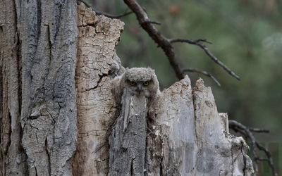 great-horned owl  (juv)
