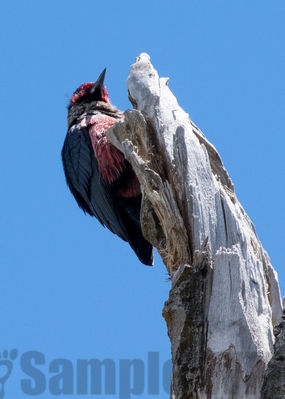 lewis' woodpecker

