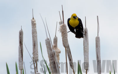 yellow-headed blackbird  (m)
