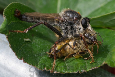 robber fly
robber fly eating a honeybee
Keywords: bee;fly