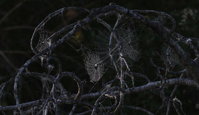 orb weavers, morning light
