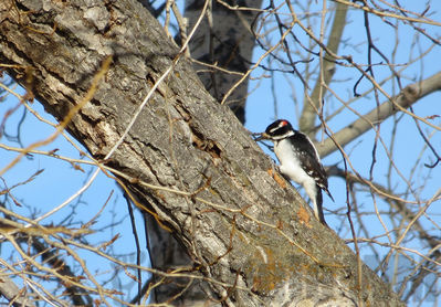 hairy woodpecker   m
Keywords: woodpecker;winter