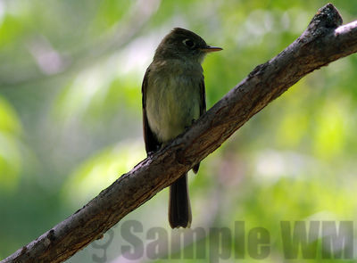 flycatcher 
western wood peewee?
