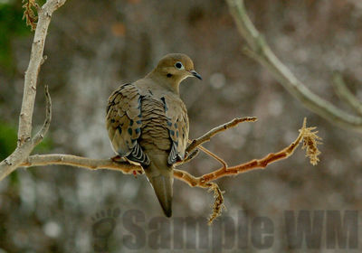 mourning dove
Keywords: dove