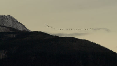 heading south
Keywords: geese: