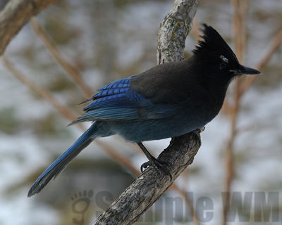 stellar's jay
Keywords: jay;corvid