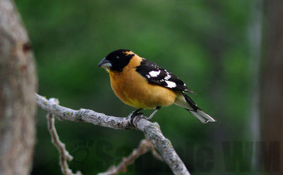 black-headed grosbeak  m
Keywords: grosbeak