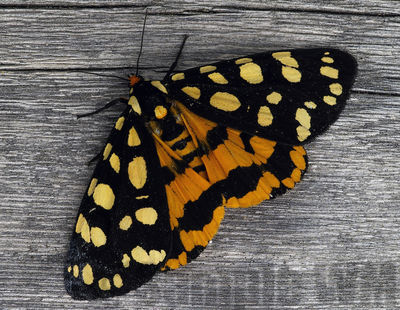 ranchman's tiger moth
platyprepia virginalis
