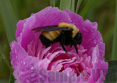 bumble bee
bombus sp
