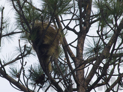 porcupine
Keywords: porcupine;winter