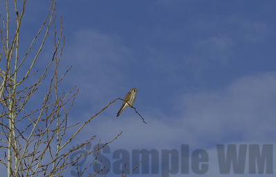 american kestrel
Keywords: kestrel