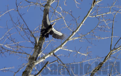 pileated woodpecker
Keywords: woodpecker;winter