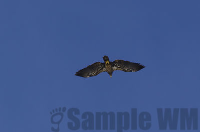 bald eagle   juv
Keywords: eagle;winter