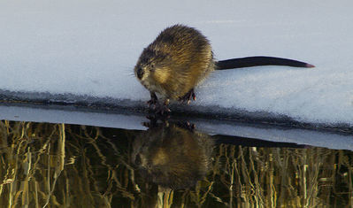 muskrat

