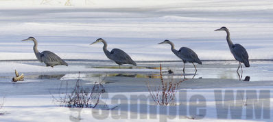 great blue heron
hunting in january
Keywords: heron;winter;triptych