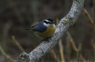 red-breasted nuthatch
Keywords: nuthatch