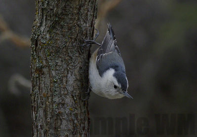 white-breasted nuthatch
Keywords: nuthatch