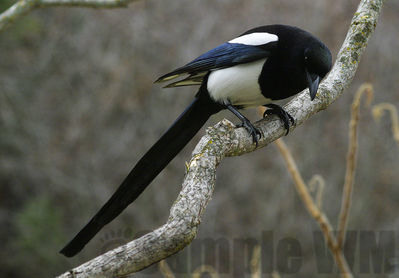 black-billed magpie
Keywords: magpie;corvid