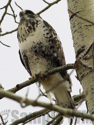 rough-legged hawk
Keywords: winter;hawk
