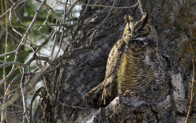 great horned owl
Keywords: owl