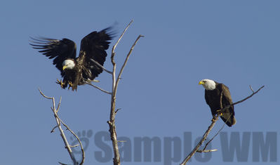 bald eagles
Keywords: eagle;spring;flying