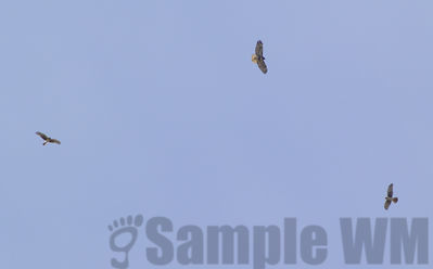 soaring hawks
immature red-tail, male harrier, female harrier
Keywords: hawk;harrier;redtail