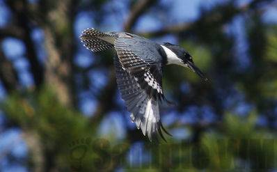 belted kingfisher
Keywords: kingfisher;summer;flying