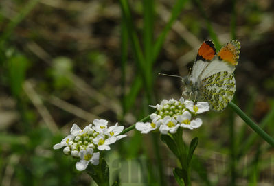 pacific orangetip
Athocharis sara
