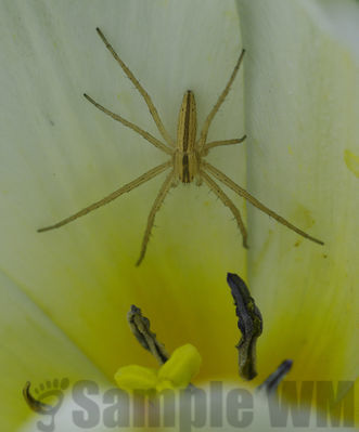 garden spider on tulip

