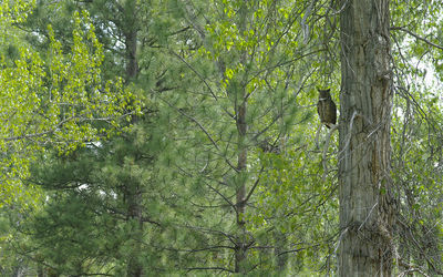 great-horned owl
Keywords: owl;spring