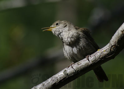 house wren
Keywords: wren