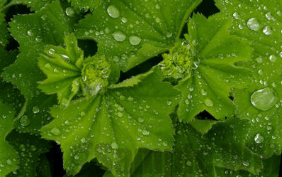 lady's mantle
alchemilla sp
