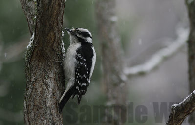 downy woodpecker  (f)
Keywords: woodpecker;downy