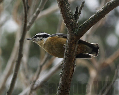 red-breasted nuthatch
Keywords: nuthatch