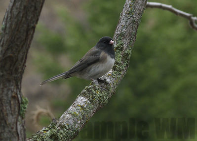 dark-eyed junco
Keywords: junco;sparrow