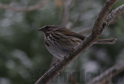 song sparrow
Keywords: sparrow