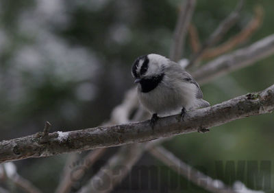 mountain chickadee
Keywords: chickadee