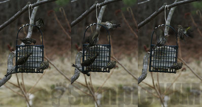 pine siskins
Keywords: siskin