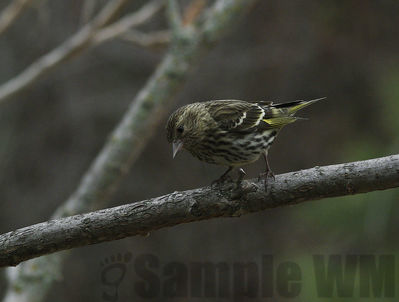 pine siskin
Keywords: siskin