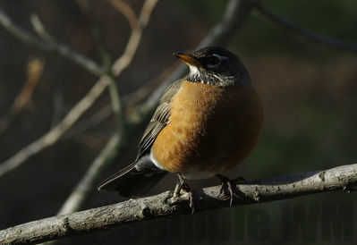 american robin
Keywords: thrush
