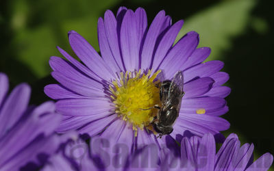 hover fly on aster
