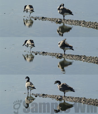 grooming canada geese
Keywords: geese;triptych;grooming