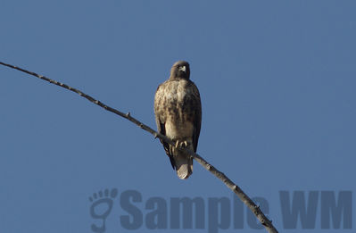 red-tailed hawk
Keywords: hawk;fall
