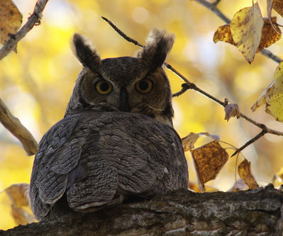 great-horned owl
Keywords: fall;owl